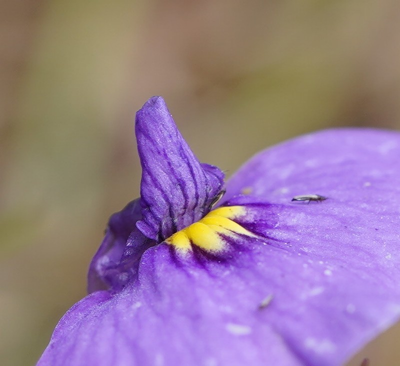 Utricularia beaugleholei photo 7