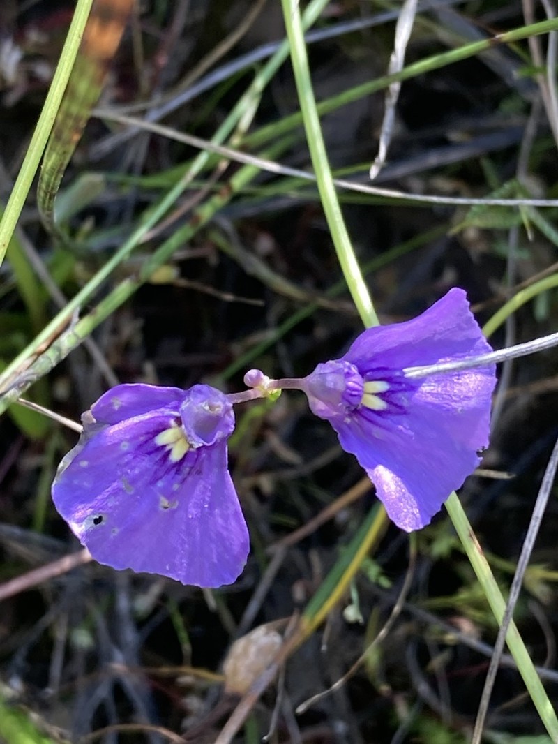 Utricularia beaugleholei photo 8
