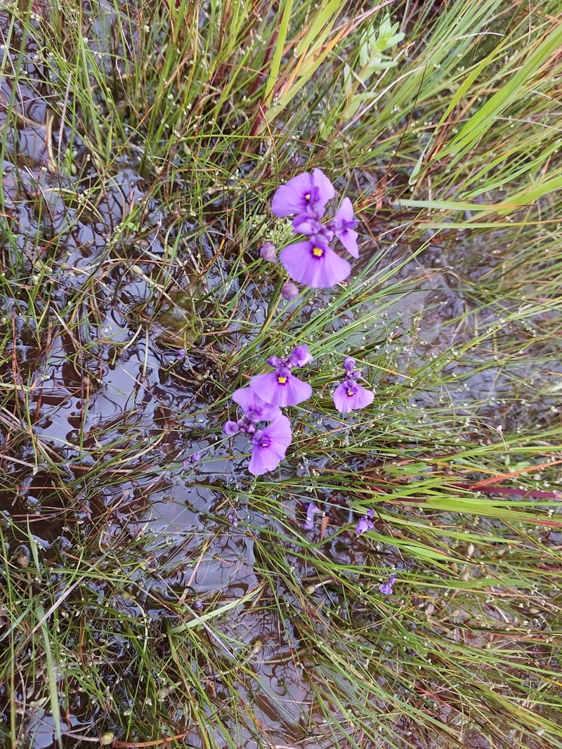 Utricularia beaugleholei subsp. beaugleholei