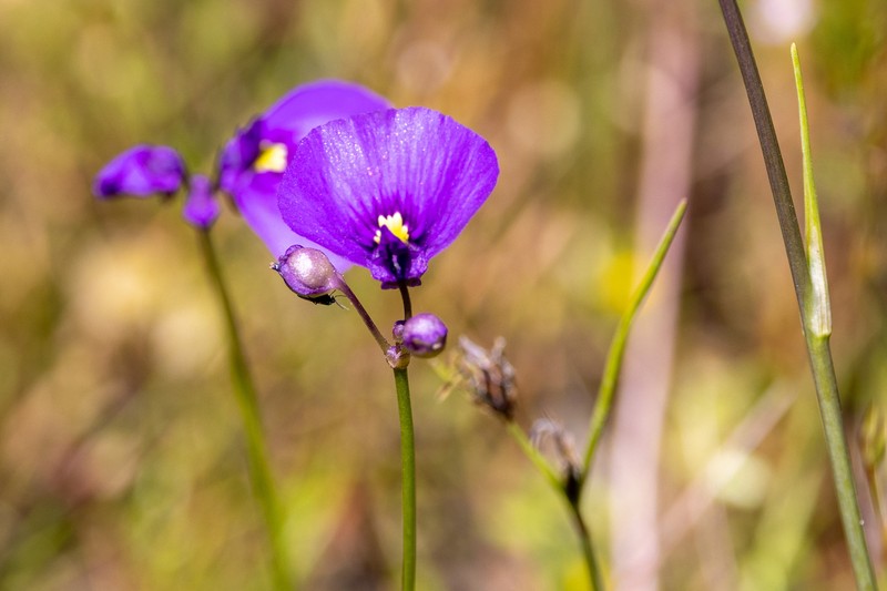 Utricularia beaugleholei subsp. beaugleholei photo 2