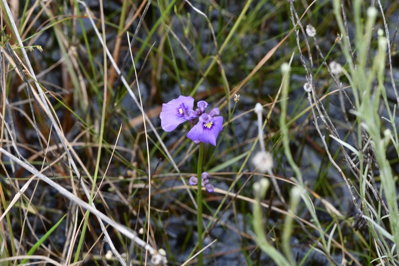 Utricularia beaugleholei subsp. beaugleholei photo 3
