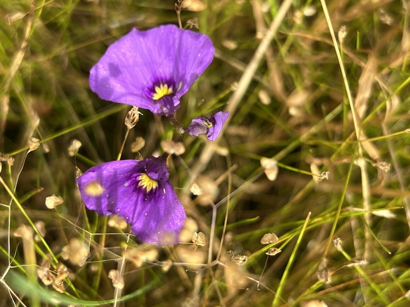 Utricularia beaugleholei subsp. beaugleholei photo 4