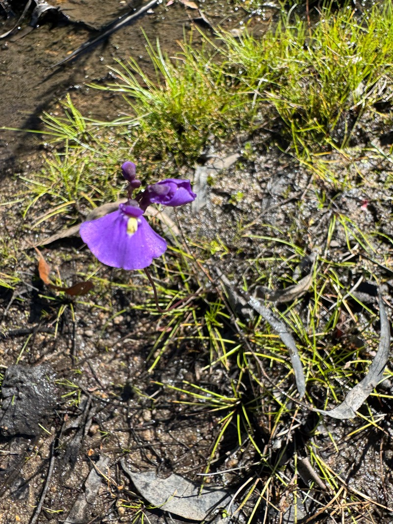 Utricularia beaugleholei subsp. orientalis