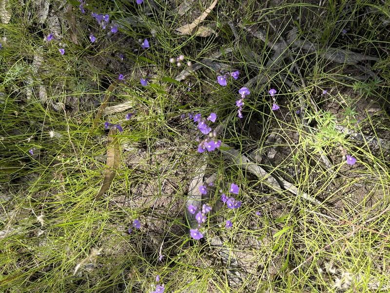 Utricularia beaugleholei subsp. orientalis photo 2