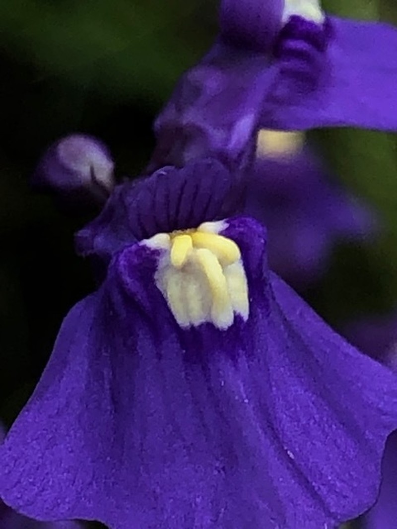 Utricularia beaugleholei subsp. orientalis photo 3
