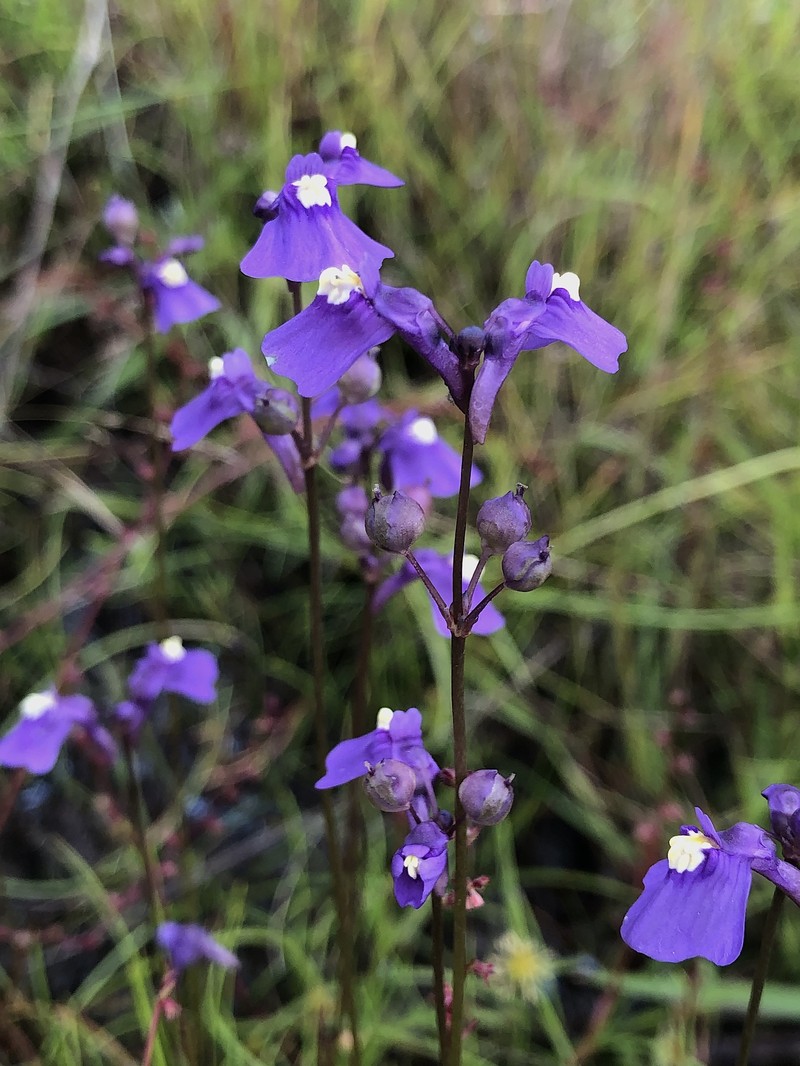 Utricularia beaugleholei subsp. orientalis photo 4
