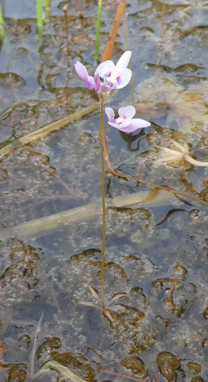 Utricularia benjaminiana
