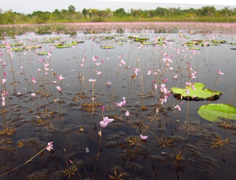 Utricularia benjaminiana photo 2