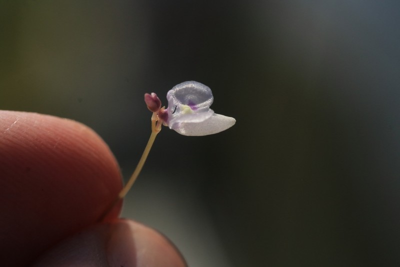Utricularia benjaminiana photo 3