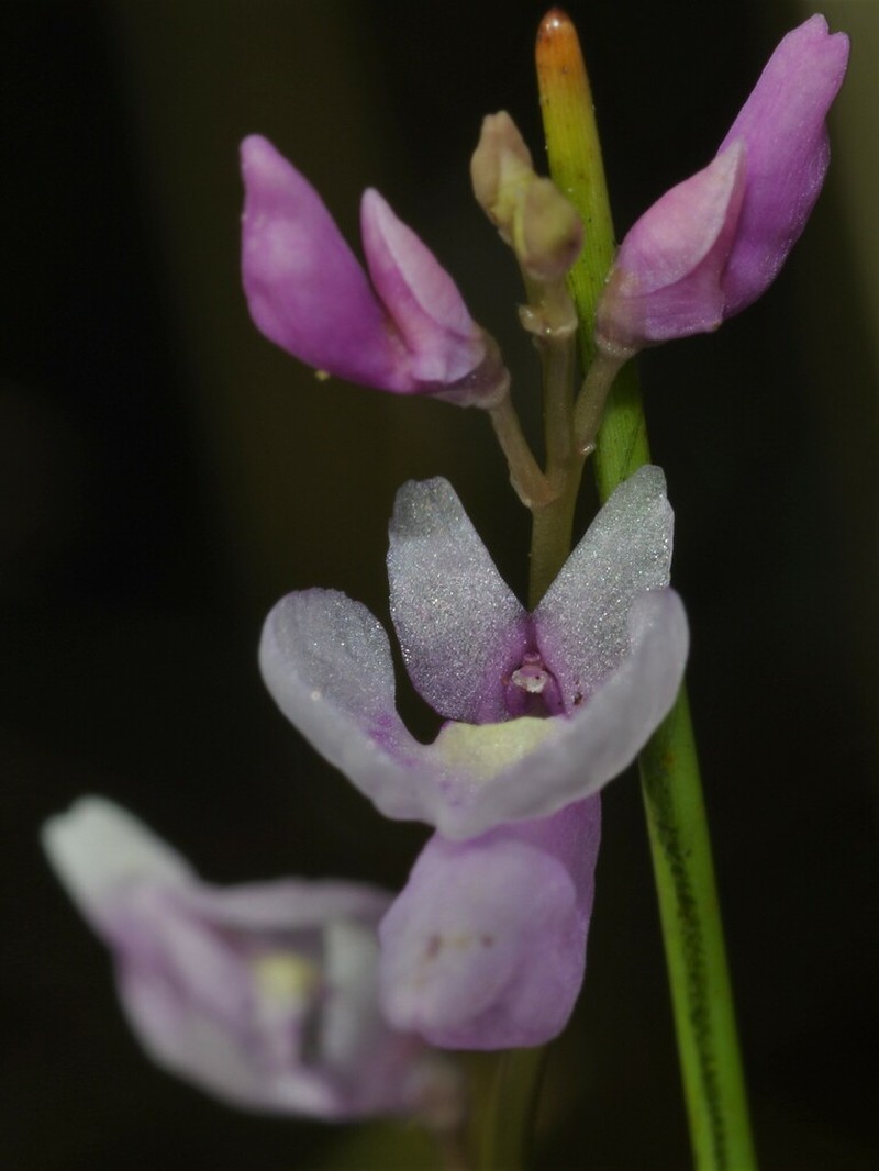 Utricularia benjaminiana photo 4