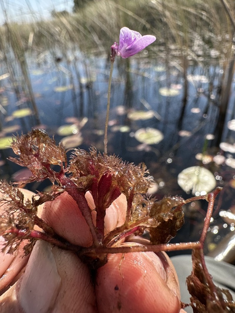 Utricularia benjaminiana photo 5