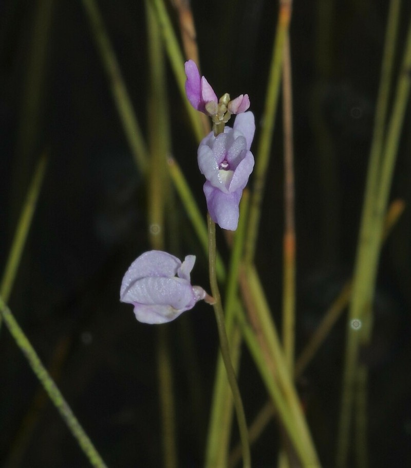 Utricularia benjaminiana photo 6