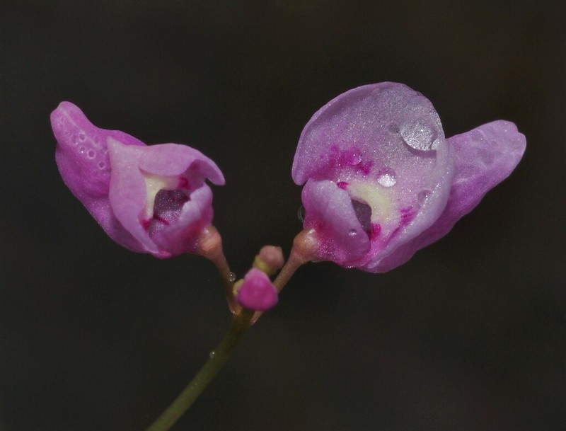Utricularia benjaminiana photo 7