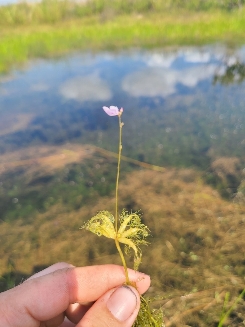 Utricularia benjaminiana photo 8
