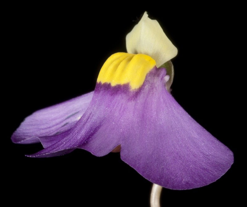 Utricularia benthamii