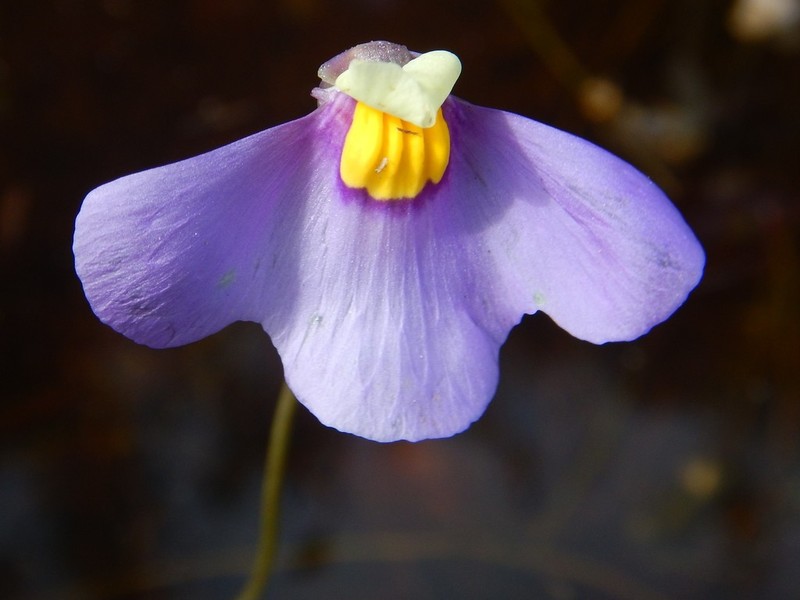 Utricularia benthamii photo 2