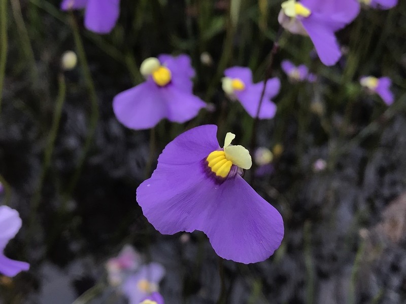 Utricularia benthamii photo 3