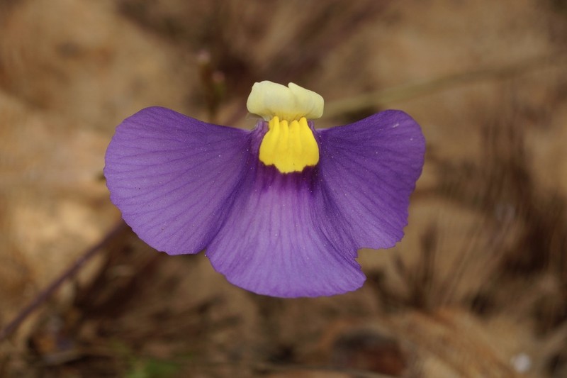 Utricularia benthamii photo 4
