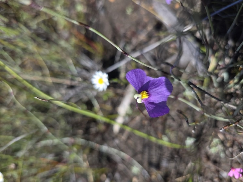 Utricularia benthamii photo 5