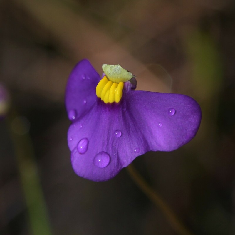Utricularia benthamii photo 6