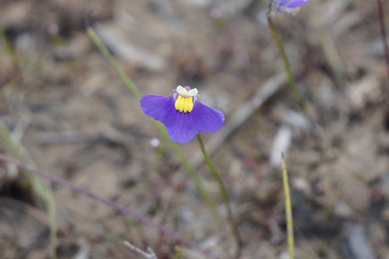 Utricularia benthamii photo 7