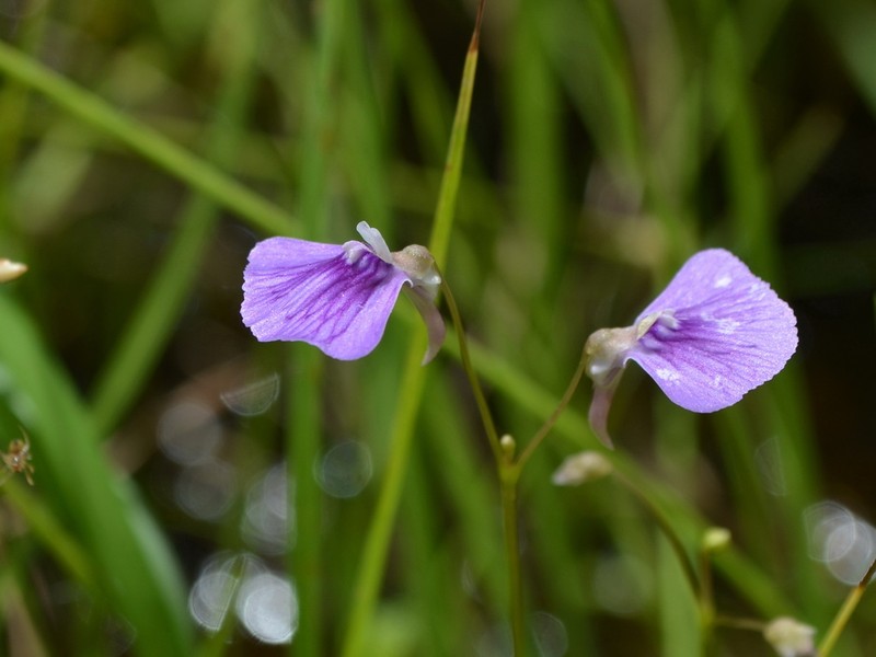 Utricularia bidentata