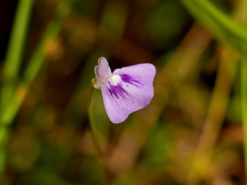 Utricularia bidentata photo 2