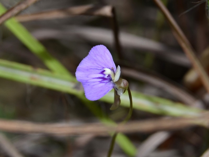 Utricularia bidentata photo 3