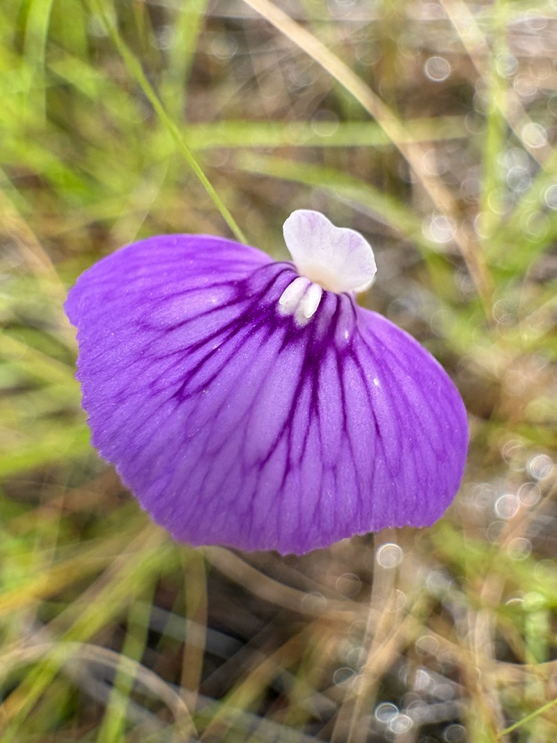 Utricularia bidentata photo 4