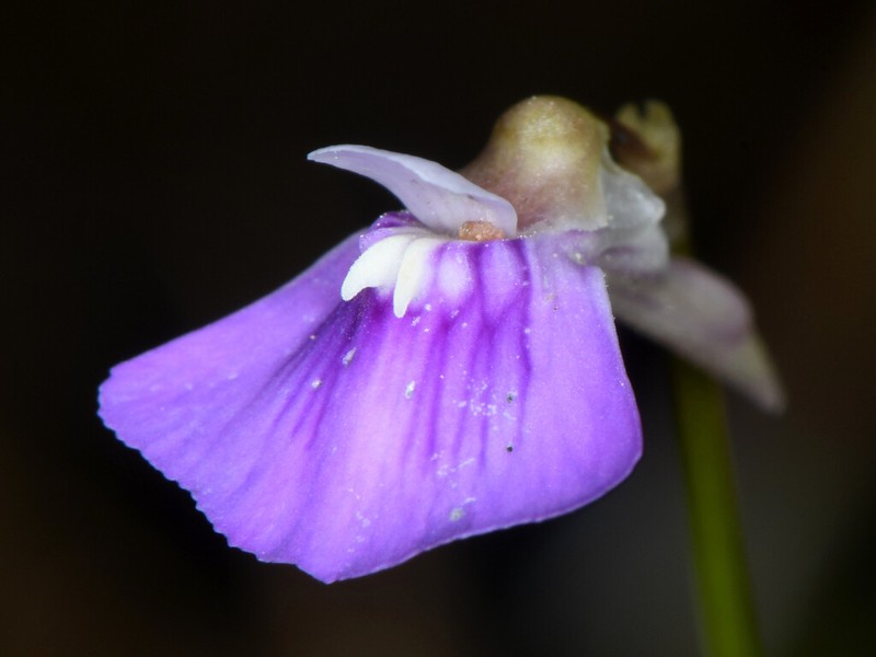 Utricularia bidentata photo 5