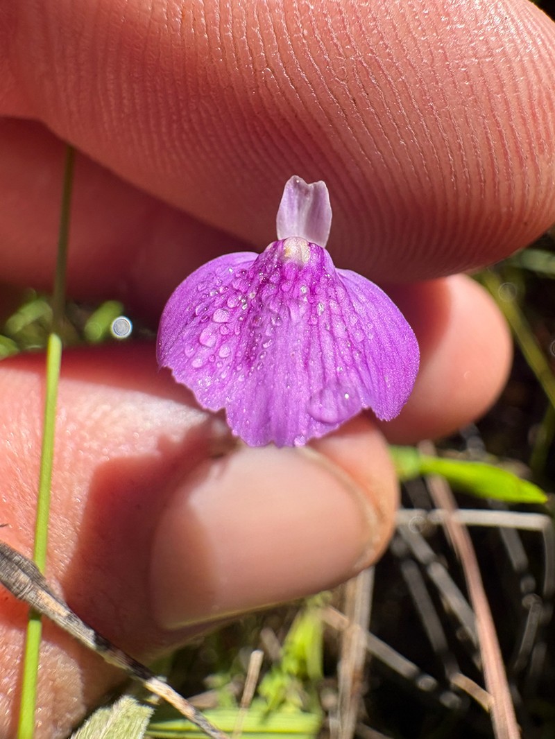 Utricularia bidentata photo 6