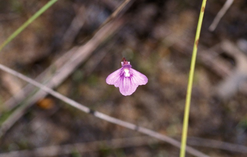 Utricularia bidentata photo 7