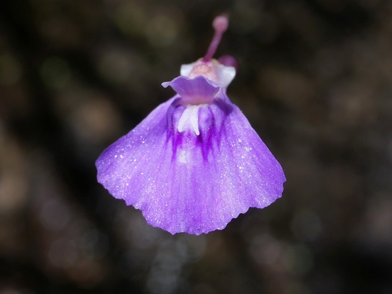 Utricularia bidentata photo 8