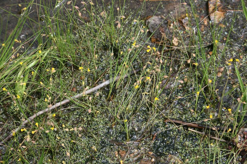 Bladderwort photo 5