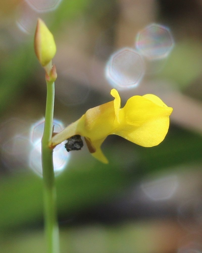 Bladderwort photo 6