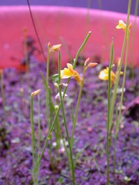 Bladderwort