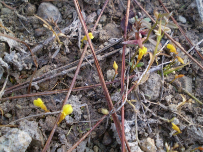 Bladderwort photo 2