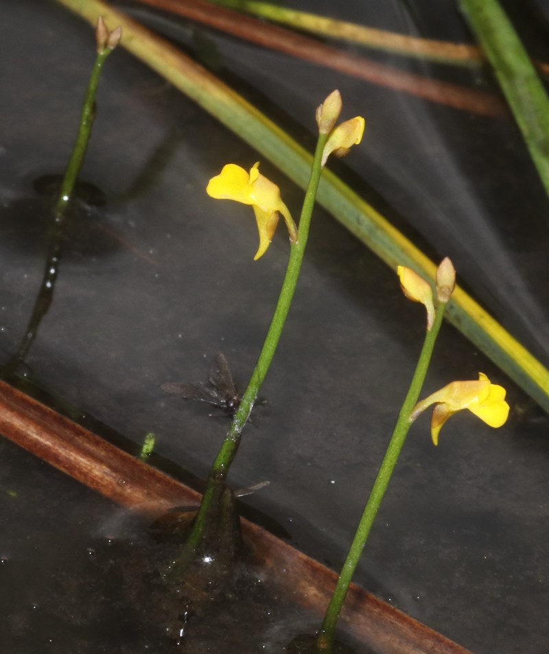 Bladderwort photo 3