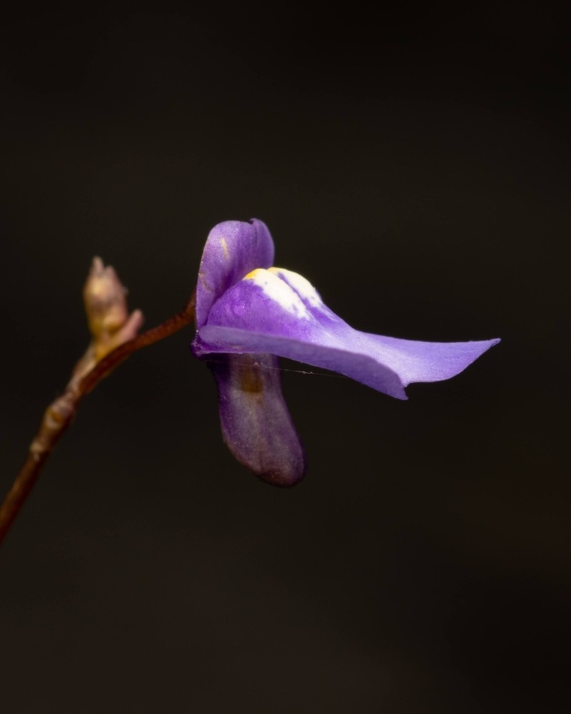 Utricularia biloba photo 2
