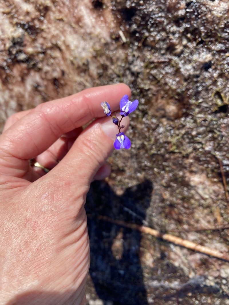 Utricularia biloba photo 3