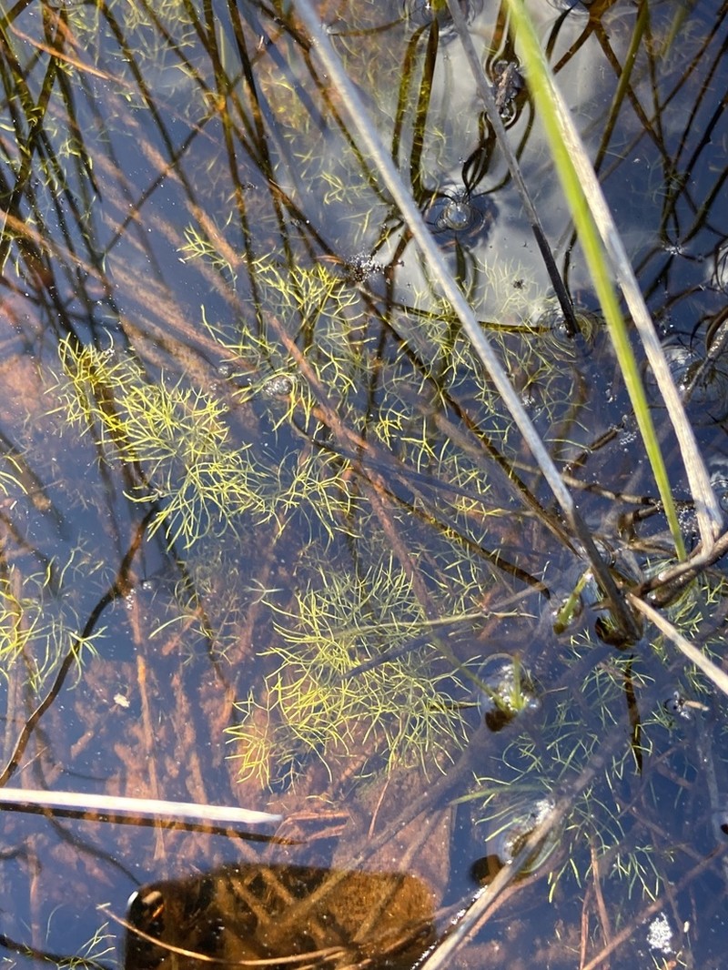 Utricularia biloba photo 4