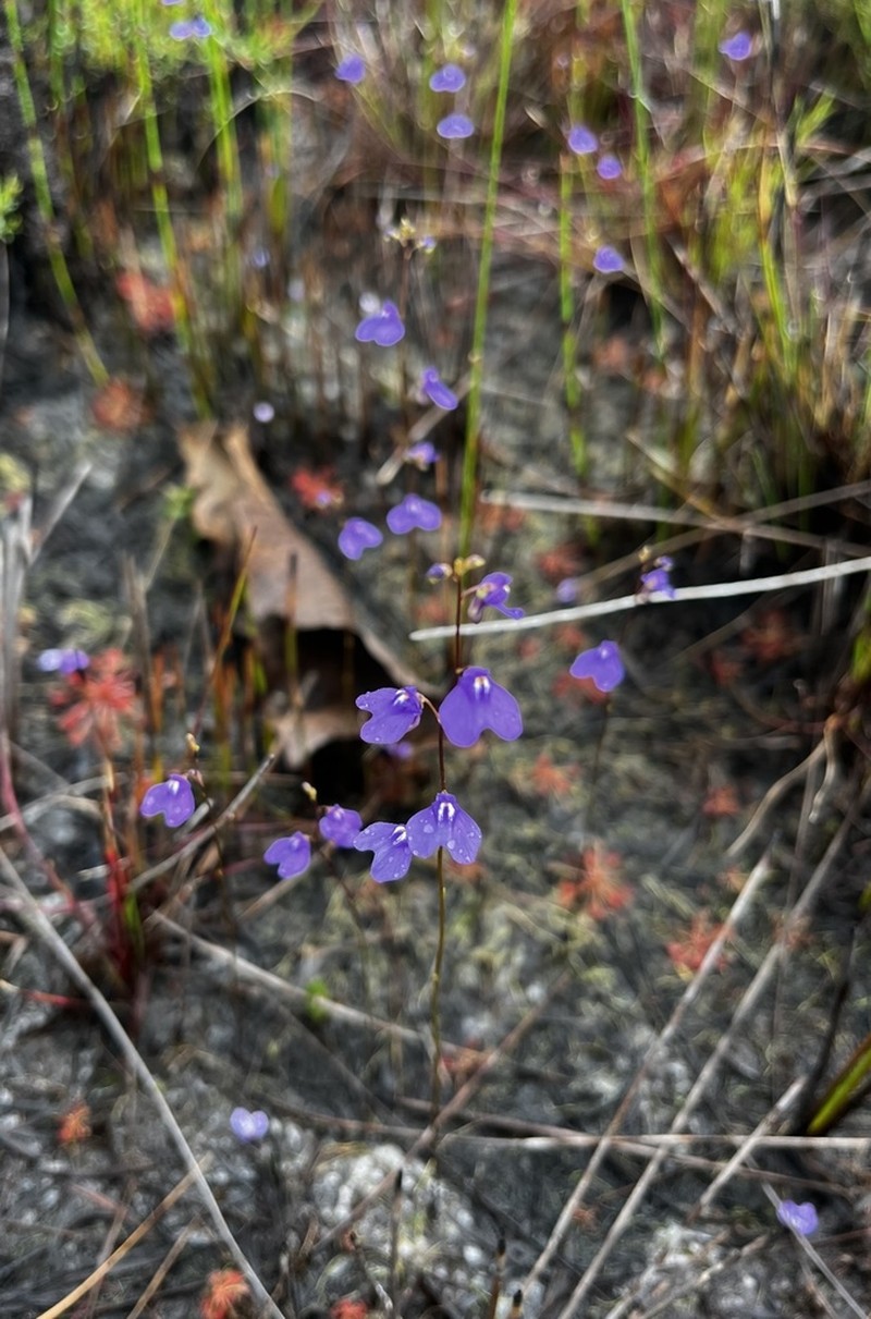 Utricularia biloba photo 5
