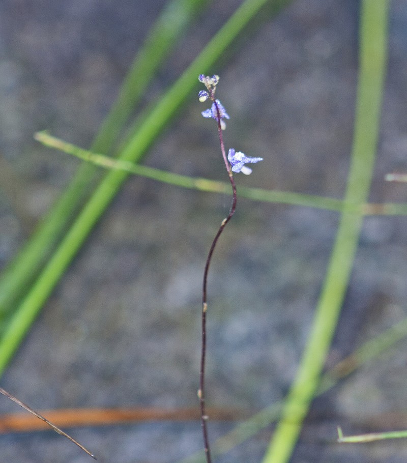 Utricularia biloba photo 6