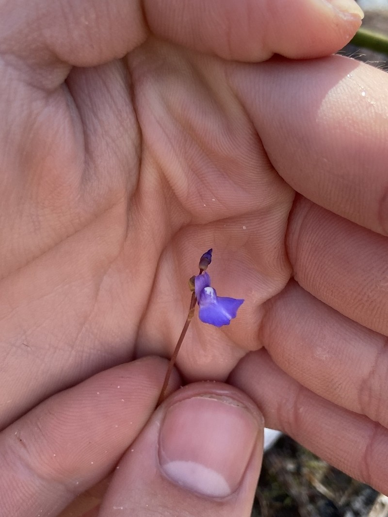 Utricularia biloba photo 7