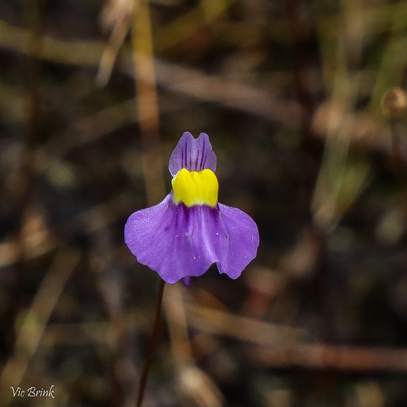Utricularia bisquamata photo 2