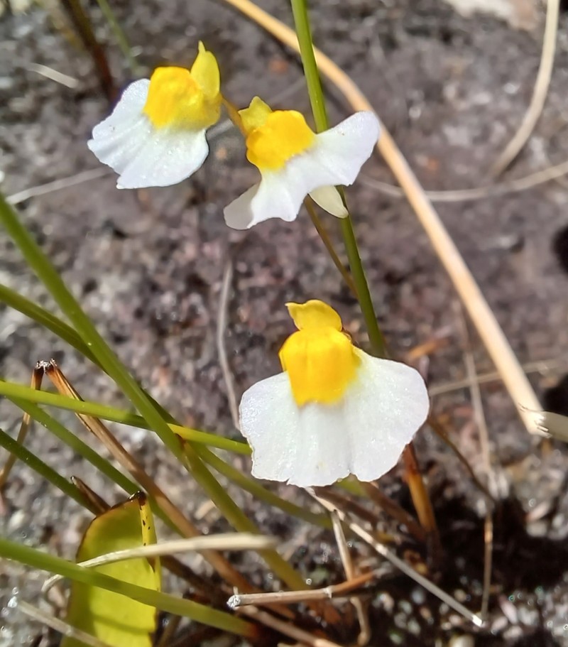 Utricularia bisquamata photo 3