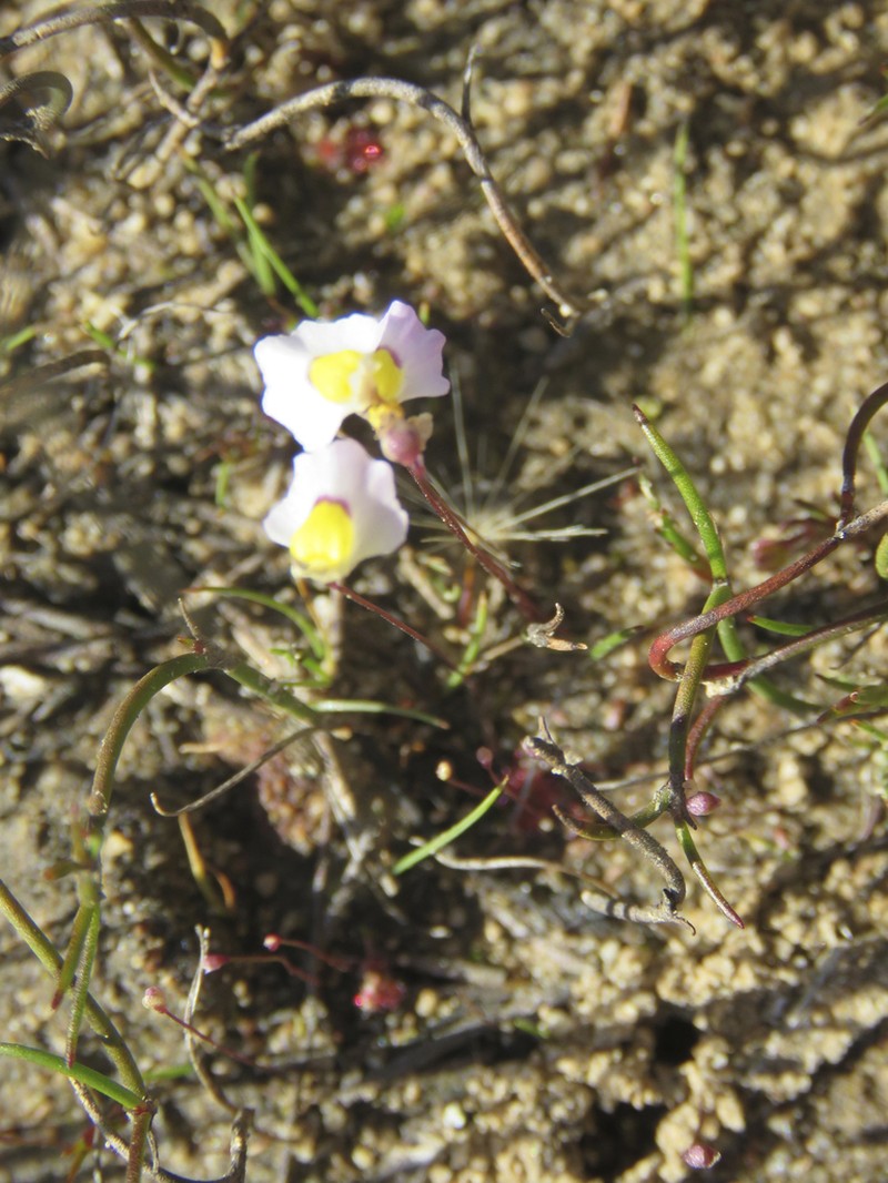 Utricularia bisquamata photo 4