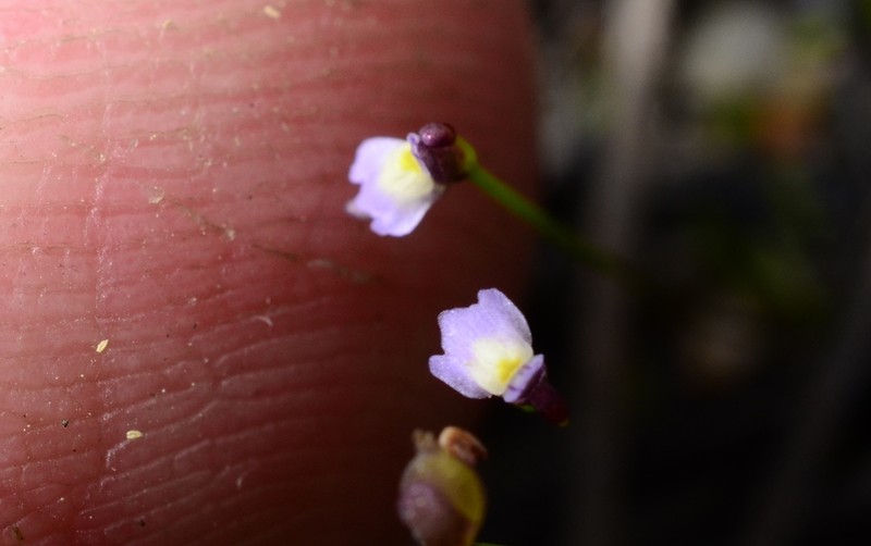 Utricularia bisquamata photo 6