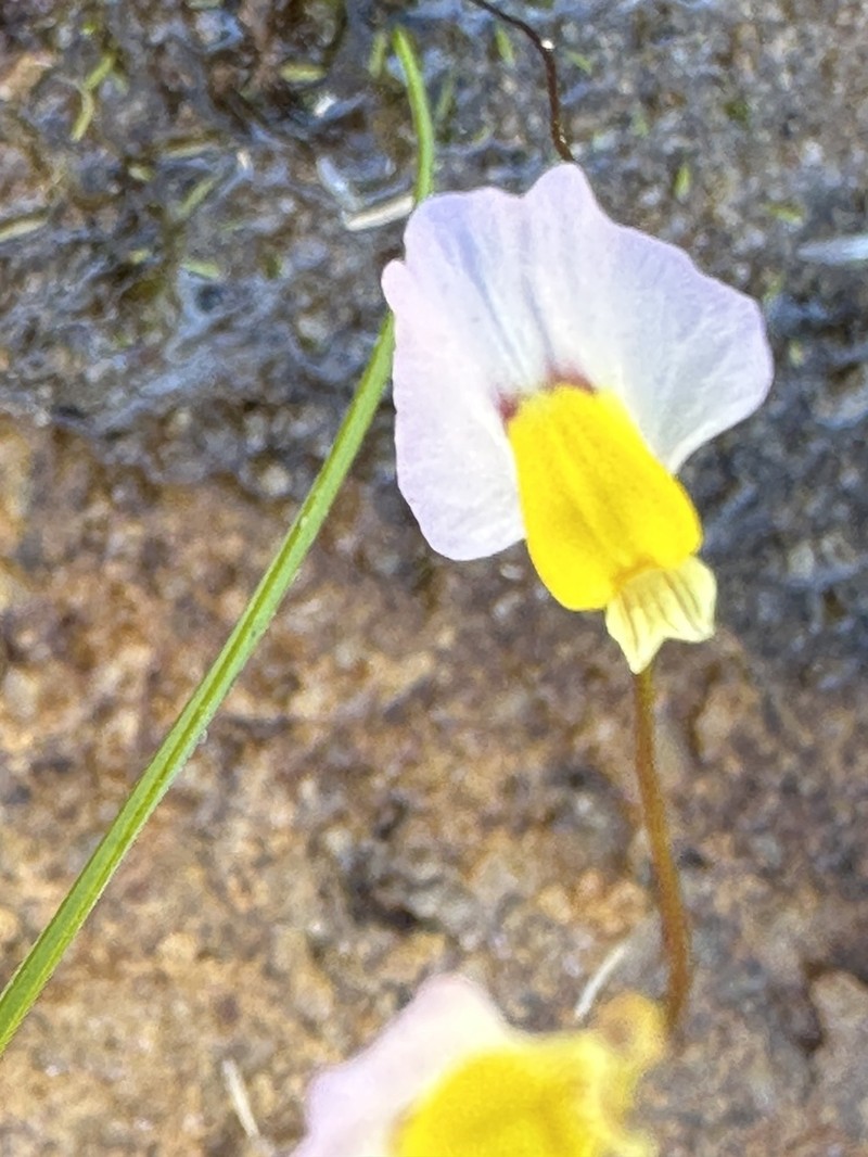 Utricularia bisquamata photo 7