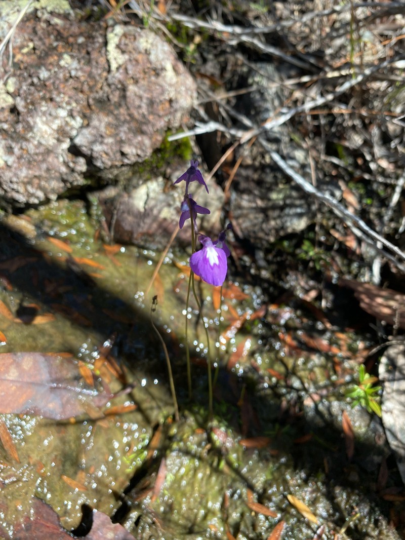 Utricularia blackmanii